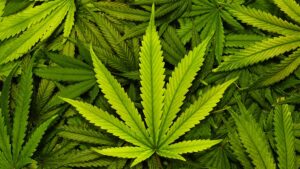 asx cannabis stocks guide