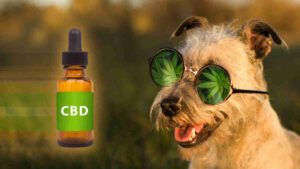 asx cannabis news
