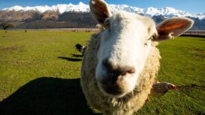 Unicorns Podcast: Mandalay Venture Partners powering Australia’s agritech boom