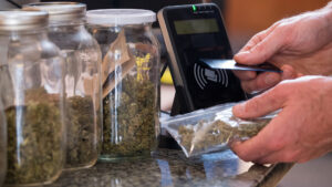 cannabis stocks asx