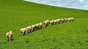 aroa biosurgery asx arx